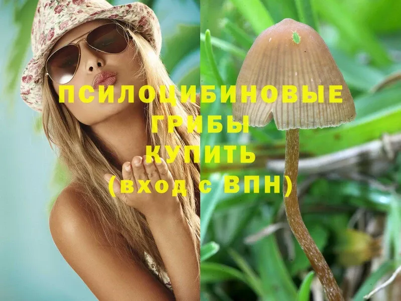 Галлюциногенные грибы Magic Shrooms  Юрьев-Польский 